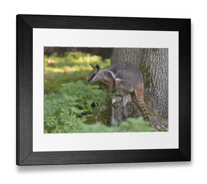 Framed Print : One yellow-footed rock-wallaby (Petrogale xanthopus)