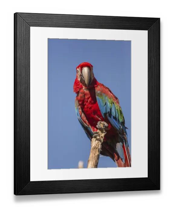 Framed Print : One scarlet macaw (Ara macao) sitting on a branch with a blue sky in the background Framed Print : One scarlet macaw (Ara macao) sitting on a branch with a blue sky in the background