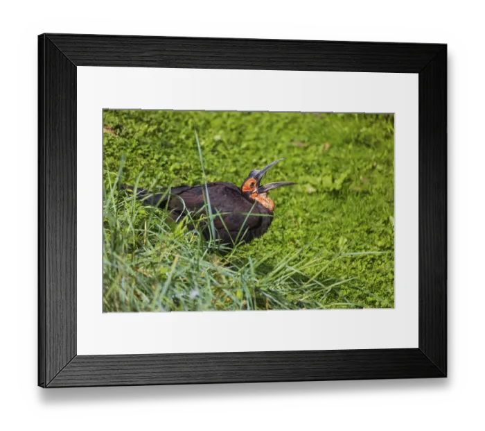 Framed Print : A southern ground hornbill, Bucorvus leadbeate