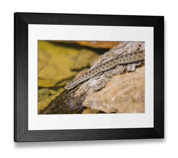 Framed Print : One Vipera berus, the common European adder or common European viper Framed Print : One Vipera berus, the common European adder or common European viper