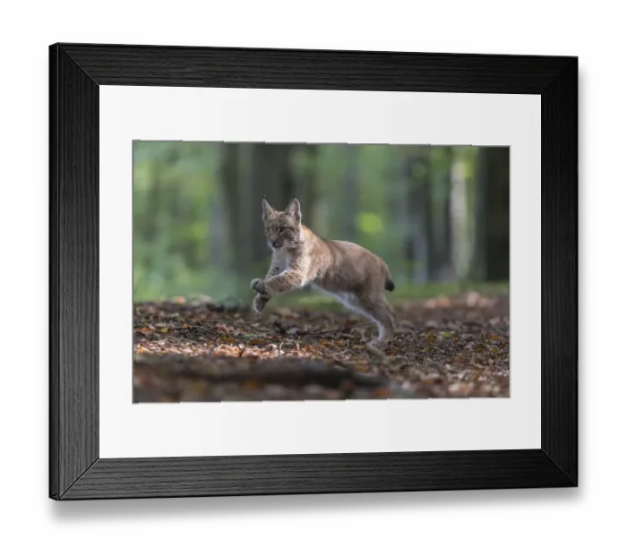 Framed Print : One young Eurasian lynx, (Lynx lynx)