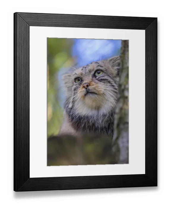 Framed Print : Portrait of a Pallas's cat (Otocolobus manul) or Manul