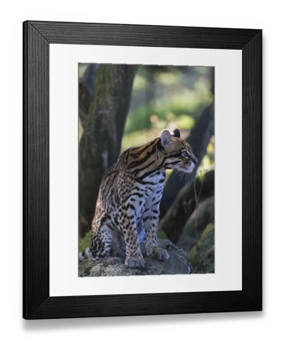 Framed Print : One female Ocelot, Leopardus pardalis