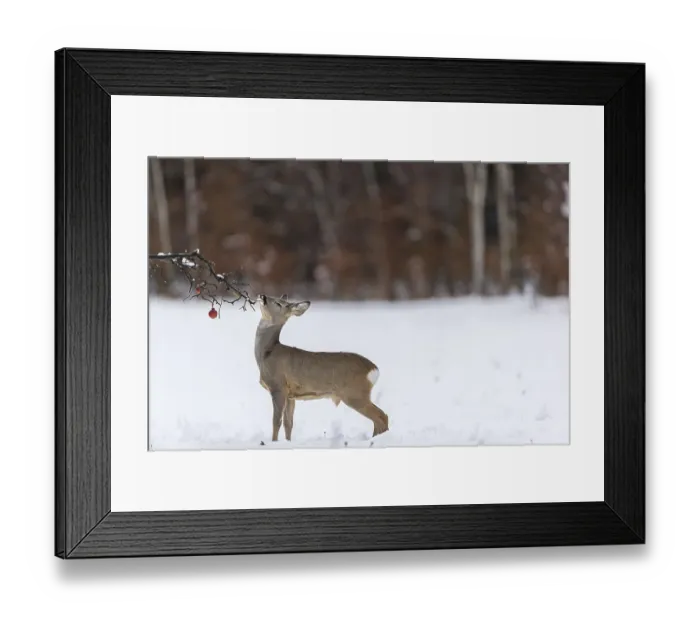 Framed Print : One young male Roe Deer, Roe buck (Capreolus capreolus) Framed Print : One young male Roe Deer, Roe buck (Capreolus capreolus)