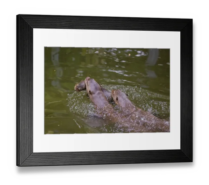 Framed Print : An adult giant otter or giant river otter (Pteronura brasiliensis)
