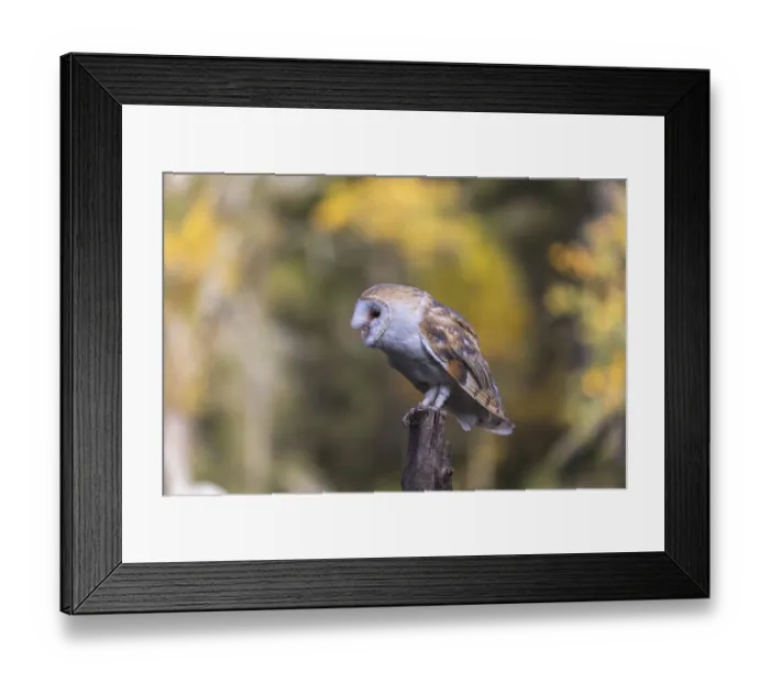 Framed Print : One barn owl (Tyto alba) sitting on top of a tree stump