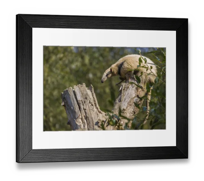Framed Print : One southern tamandua (Tamandua tetradactyla)