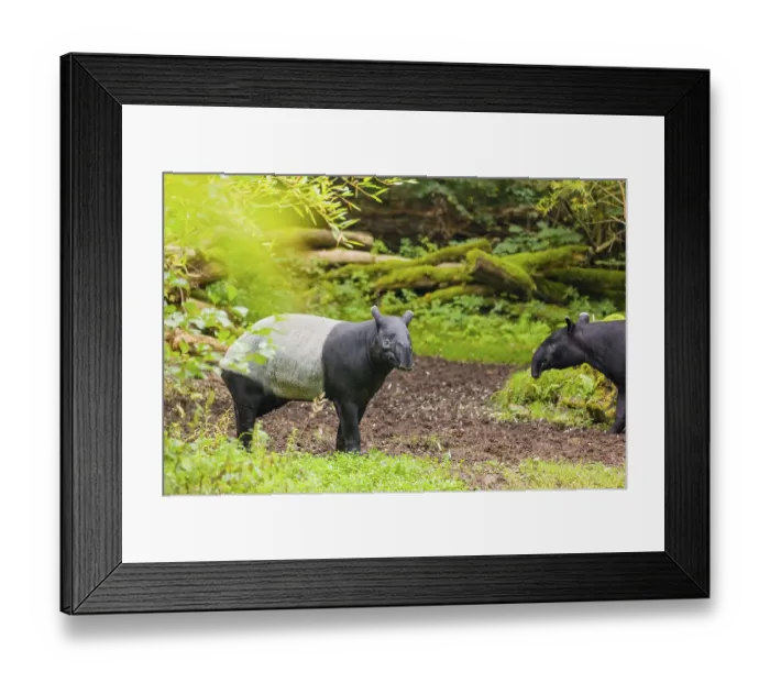 Framed Print : Two Malayan tapir (Acrocodia indica)