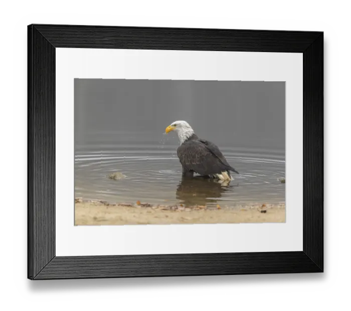 Framed Print : One Bald Eagle, Haliaeetus leucocephalus