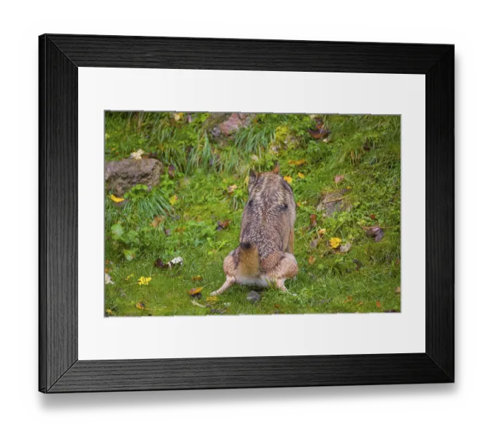 Framed Print : A eurasian gray wolf (Canis lupus lupus) urinates on a green meadow in an open forest Framed Print : A eurasian gray wolf (Canis lupus lupus) urinates on a green meadow in an open forest