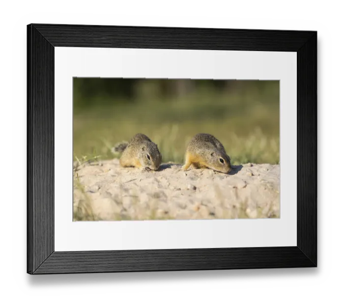 Framed Print : European ground squirrels (Spermophilus citellus) Framed Print : European ground squirrels (Spermophilus citellus)