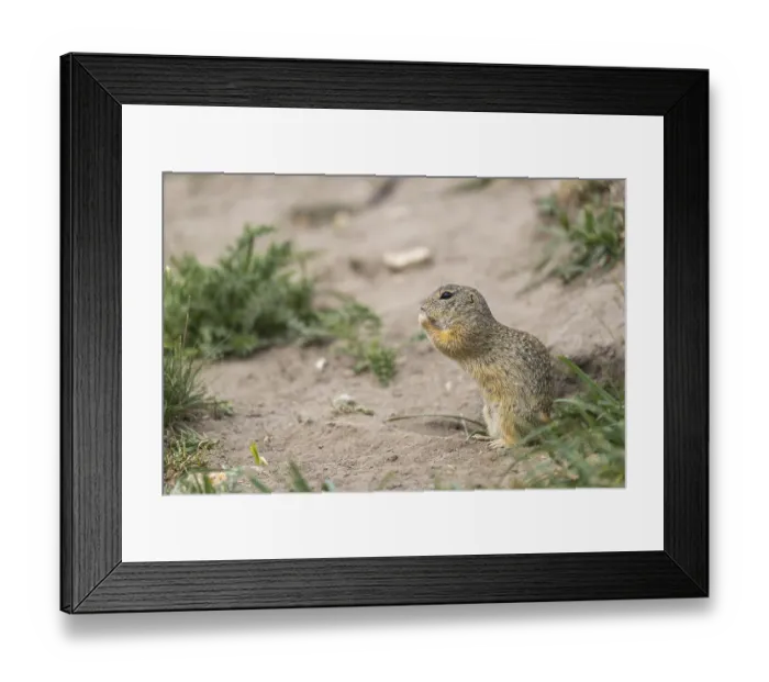 Framed Print : One European ground squirrel (Spermophilus citellus)