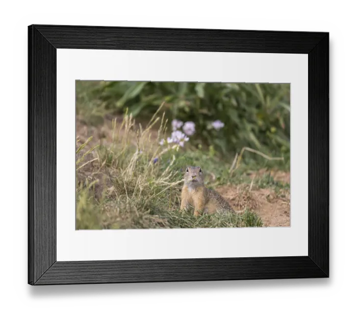 Framed Print : One European ground squirrels (Spermophilus citellus)