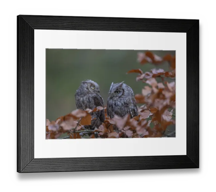 Framed Print : Two Eurasian scops owls (Otus scops)sitting on a twig of a beech tree