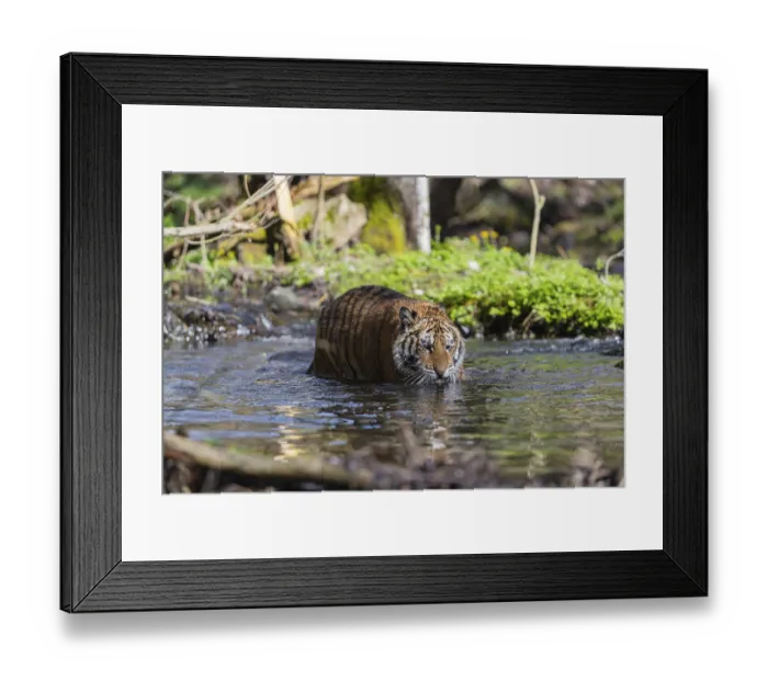 Framed Print : One young female Siberian Tiger Framed Print : One young female Siberian Tiger
