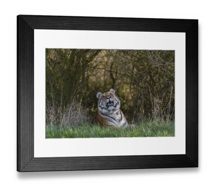 Framed Print : One young female Siberian Tiger