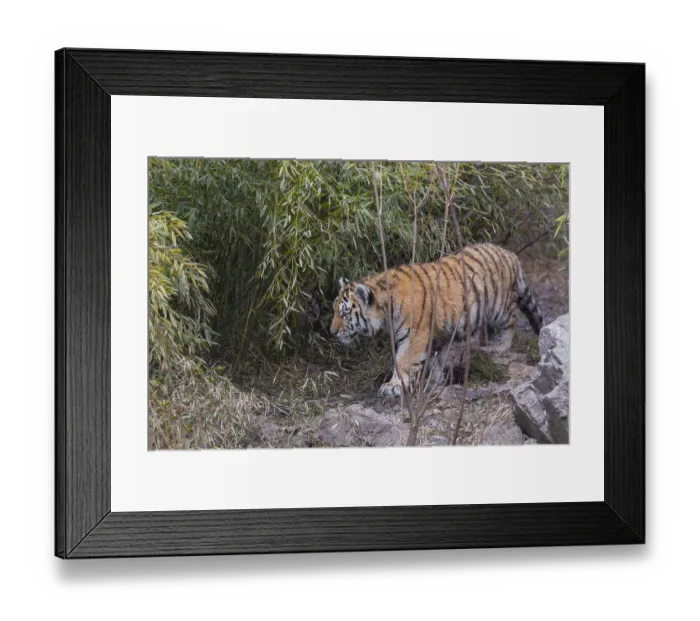 Framed Print : One young Siberian Tiger, Panthera tigris altaica walking out of dense green vegetation