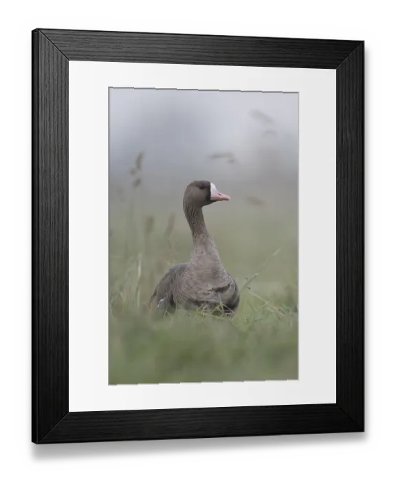 Framed Print : Greater White-fronted Goose (Anser albifrons)