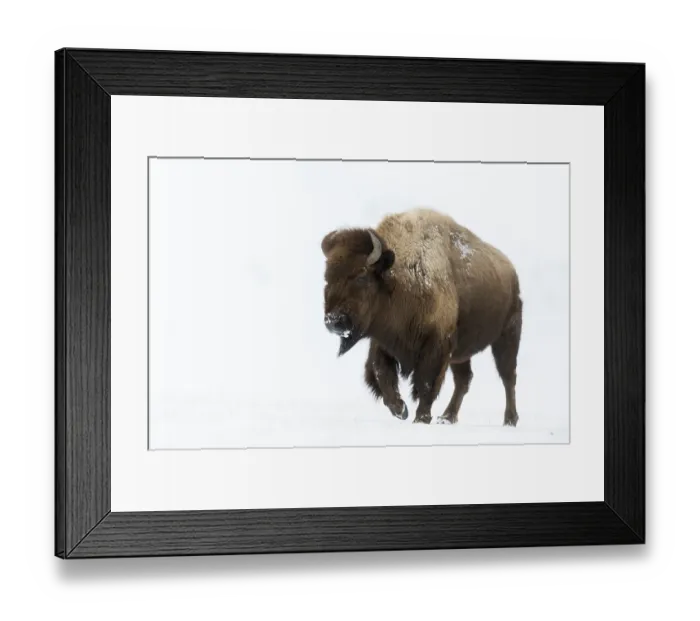 Framed Print : Enormous... American Bison (Bison bison) Framed Print : Enormous... American Bison (Bison bison)