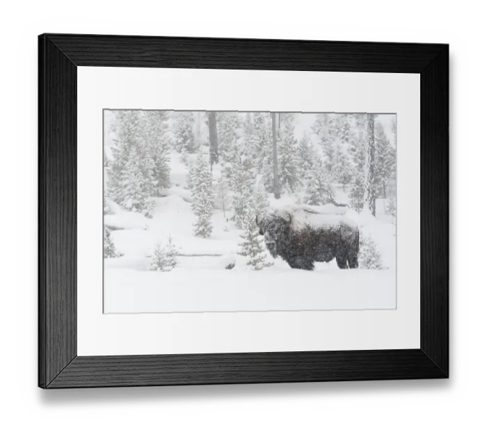 Framed Print : American Bison (Bison bison) in deep winter with heavy snowfall