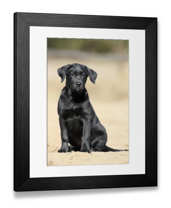 Framed Print : Labrador Retriever (Canis lupus familiaris) Framed Print : Labrador Retriever (Canis lupus familiaris)