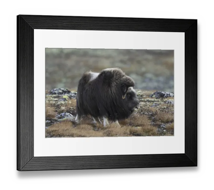 Framed Print : Muskox (Ovibos moschatus) female on the tundra in autumn