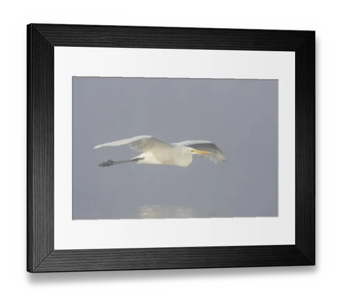 Framed Print : Great white egret (Egretta alba)