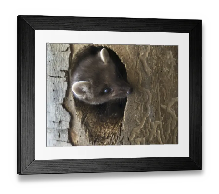 Framed Print : European pine marten (Martes martes) Framed Print : European pine marten (Martes martes)
