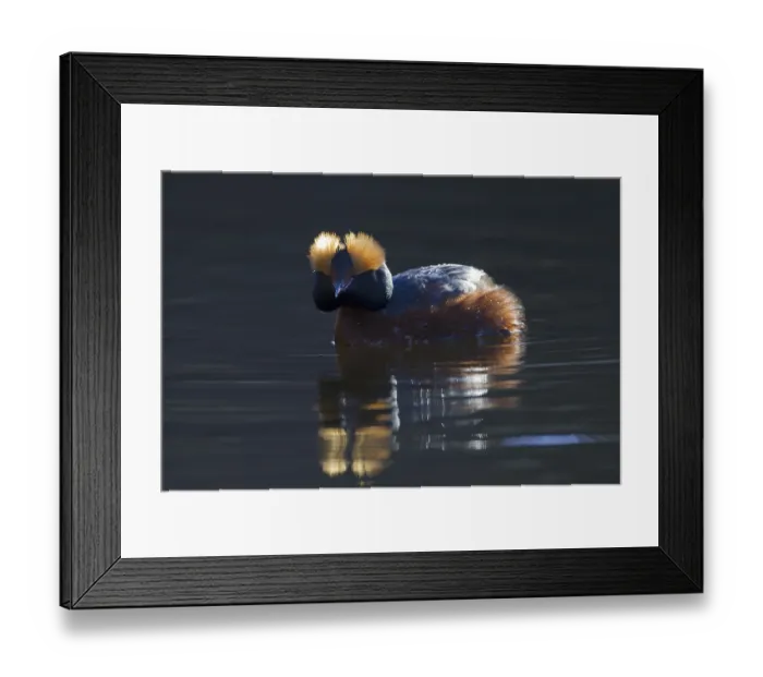 Framed Print : Horned grebe (Podiceps auritus) in breeding plumage swimming in lake