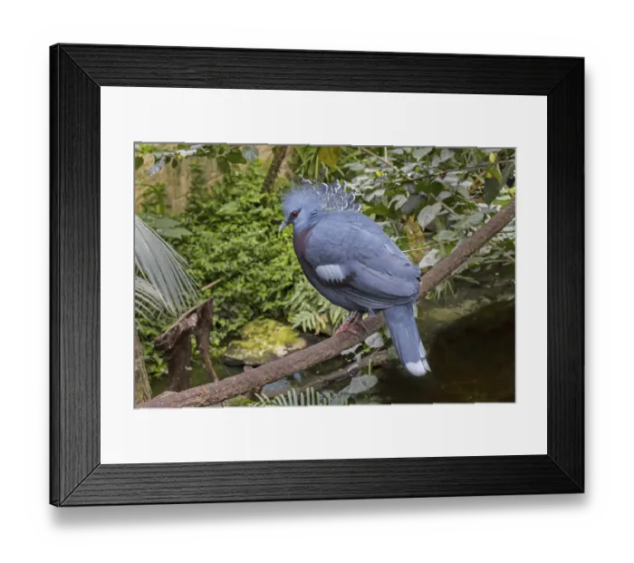 Framed Print : Western crowned pigeon (Goura cristata) Framed Print : Western crowned pigeon (Goura cristata)
