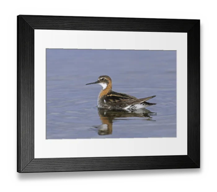 Framed Print : Red-necked phalarope (Phalaropus lobatus) male in breeding plumage swimming in pond