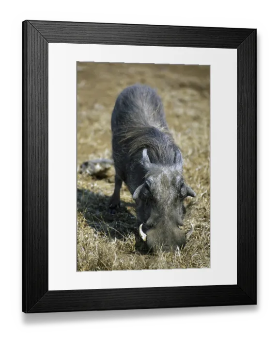 Framed Print : Common Warthog (Phacochoerus africanus) with big tusks kneeling down to feed Framed Print : Common Warthog (Phacochoerus africanus) with big tusks kneeling down to feed