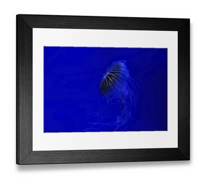 Framed Print : Jellyfish floating underwater with trailing tentacles at night