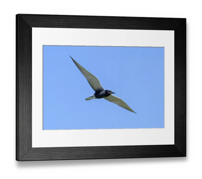 Framed Print : Black tern (Chlidonias niger, Sterna nigra) in breeding plumage in flight against blue sky