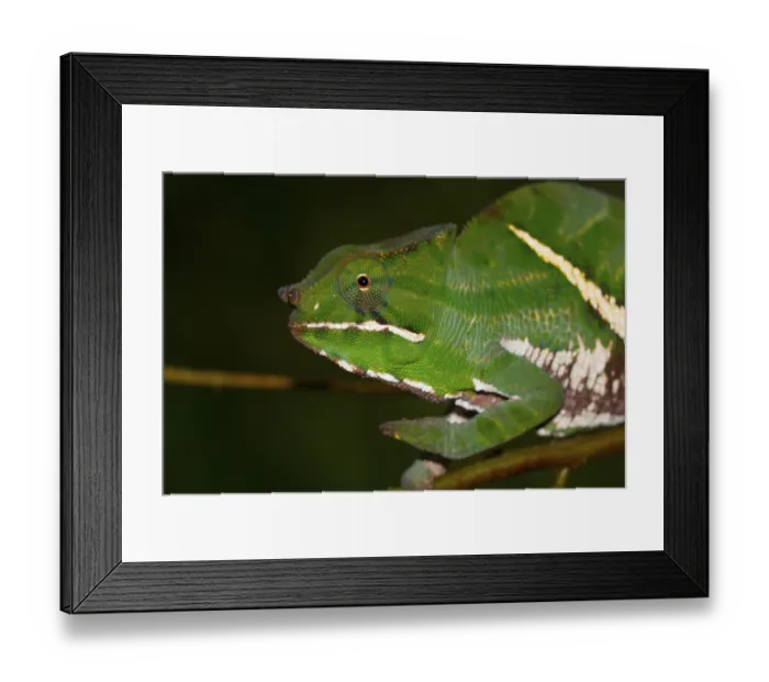 Framed Print : Two-striped chameleon (Furcifer balteatus) Framed Print : Two-striped chameleon (Furcifer balteatus)