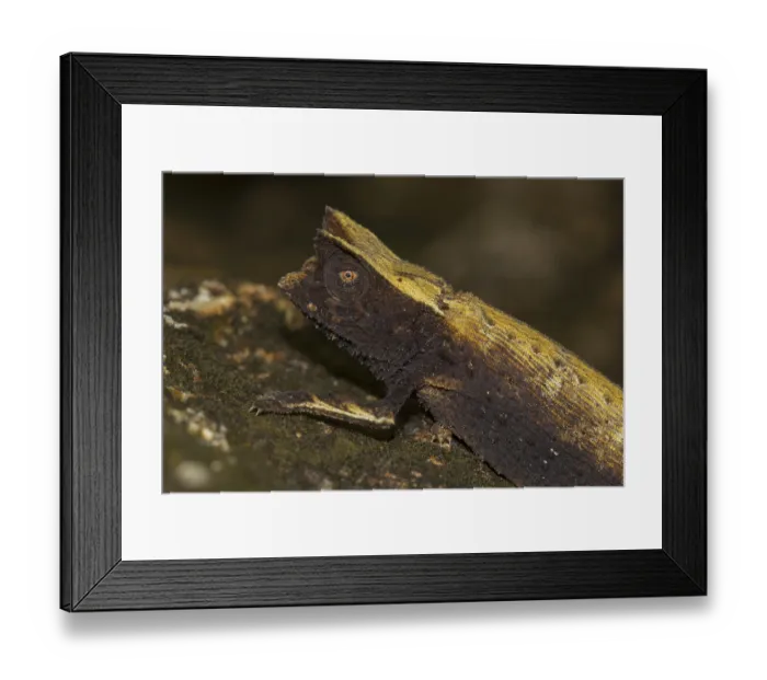 Framed Print : Marojejy leaf chameleon (Brookesia griveaudi)