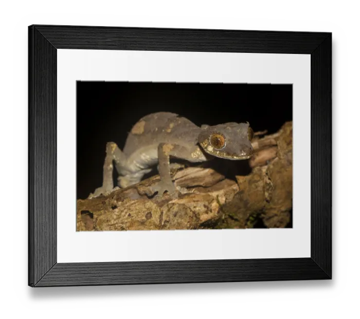 Framed Print : Rare leaf-tailed gecko (Uroplatus finiavana) on branch Framed Print : Rare leaf-tailed gecko (Uroplatus finiavana) on branch