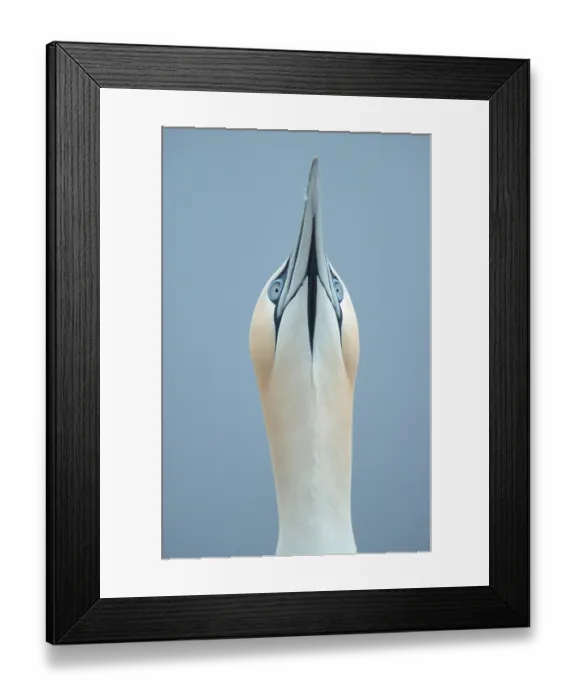 Framed Print : Northern Gannet, courting, Bass Rock