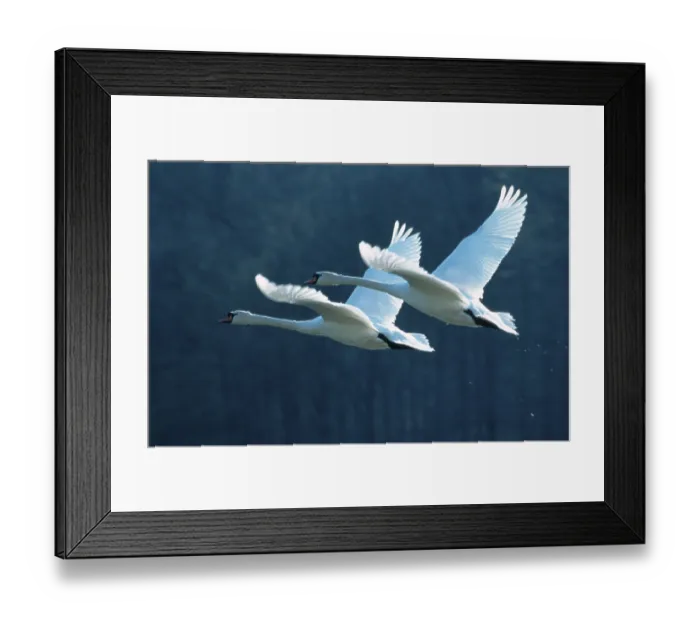 Framed Print : Mute Swans (Cygnus olor), Lower Saxony