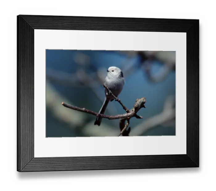 Framed Print : Long-tailed tit, Lower Saxony (Aegithalos caudatus europaeus) Framed Print : Long-tailed tit, Lower Saxony (Aegithalos caudatus europaeus)