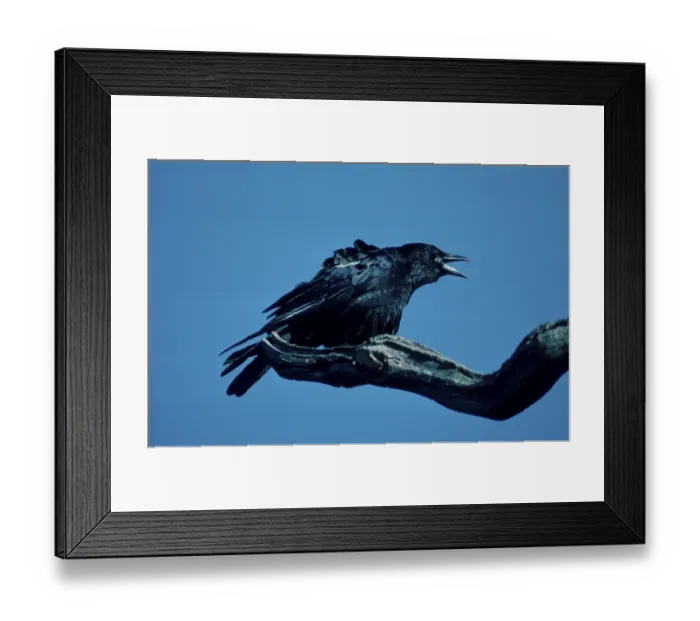 Framed Print : Carrion Carrion crow calling, Lower Saxony