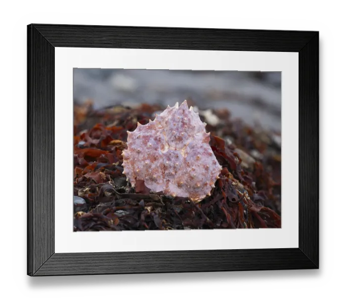 Framed Print : Northern stone crab (Lithodes maja) Framed Print : Northern stone crab (Lithodes maja)