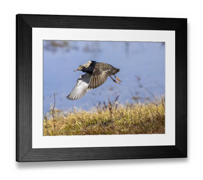 Framed Print : Ruff (Calidris pugnax) male in breeding plumage Framed Print : Ruff (Calidris pugnax) male in breeding plumage