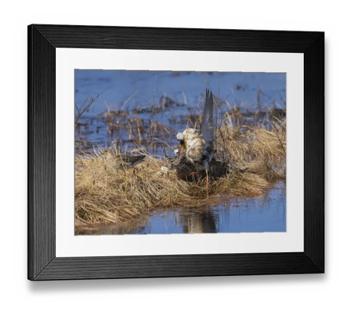 Framed Print : Ruff (Calidris pugnax) two males in breeding plumage at lek Framed Print : Ruff (Calidris pugnax) two males in breeding plumage at lek