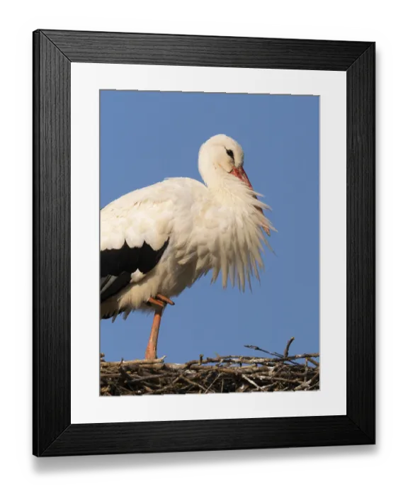 Framed Print : White stork (Ciconia ciconia), portrait of a bird at rest
