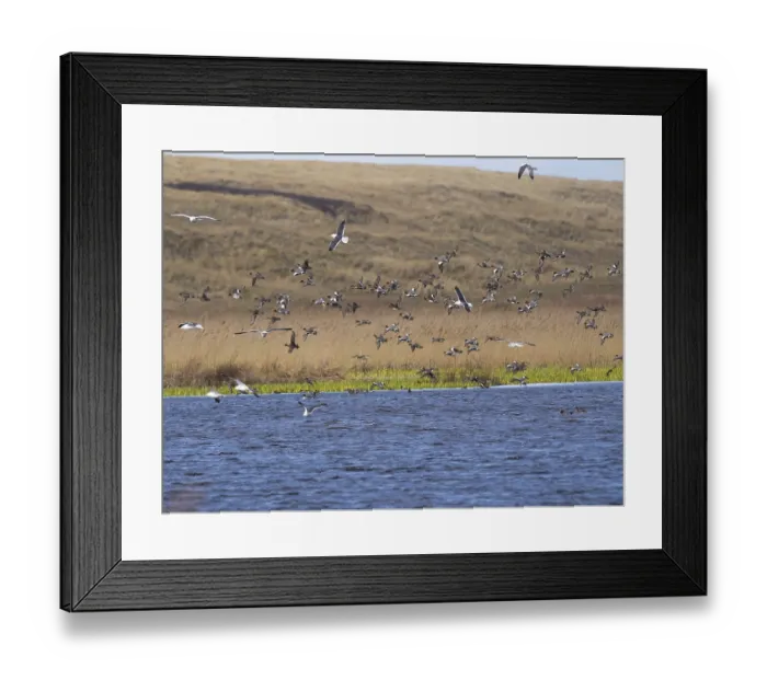 Framed Print : Eurasian Wigeon (Mareca penelope) Framed Print : Eurasian Wigeon (Mareca penelope)