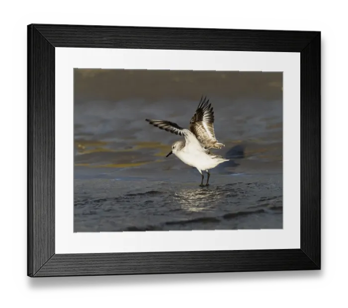 Framed Print : Sanderling (Calidris alba), flapping its wings after bathing in a sea pool Framed Print : Sanderling (Calidris alba), flapping its wings after bathing in a sea pool