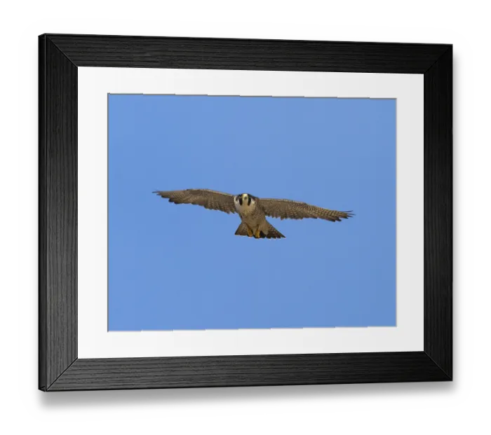 Framed Print : Peregrine Falcon (Falco peregrinus)
