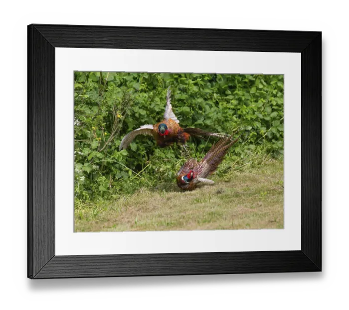 Framed Print : Common pheasant (Phasianus colchicus) Framed Print : Common pheasant (Phasianus colchicus)