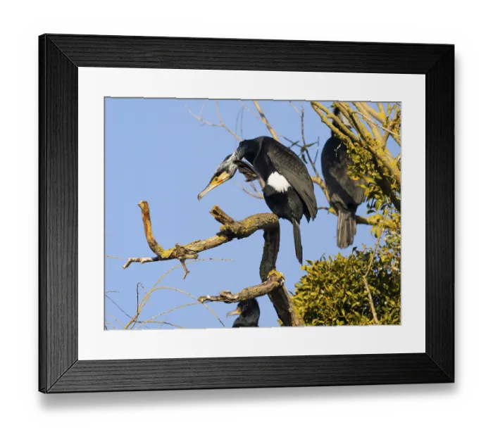 Framed Print : Great Cormorant (Phalacrocorax carbo)